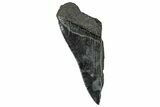 Partial Fossil Megalodon Tooth - Serrated Edge #327723-1